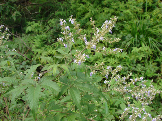 JAF-159-马鞭草科牡荆属牡荆.jpg