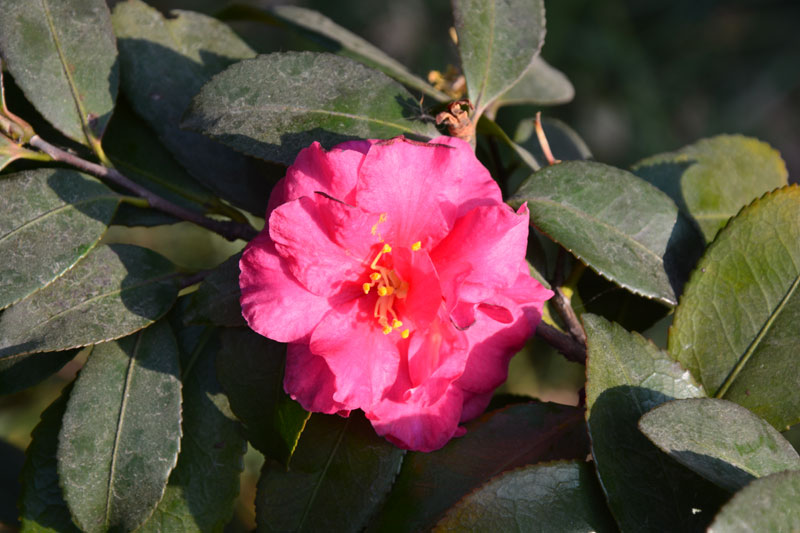 JAF-324 山茶科山茶属茶梅Camellia-sasanqua-Thunb..jpg