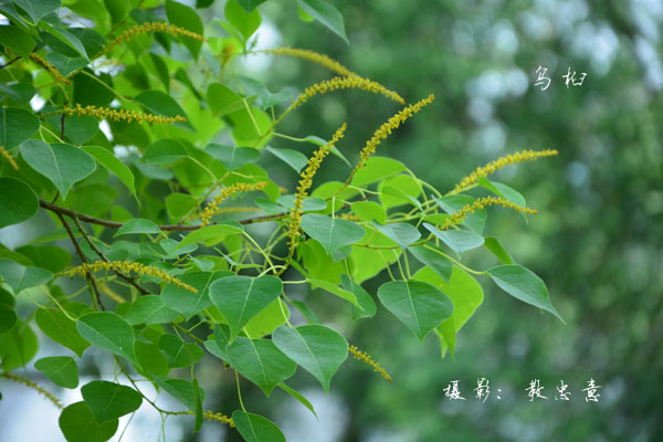 大戟科乌桕属乌桕 Sapium sebiferum (L.) Roxb.  (77)副本.jpg