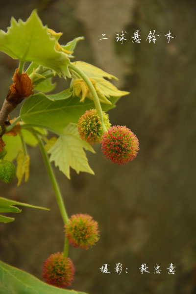 悬铃木科悬铃木属二球悬铃木 Platanus acerifolia Willd.  (44)副本.jpg